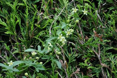 <i>Bryonia dioica</i>