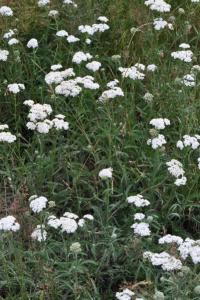 <i>Achillea millefolium</i>