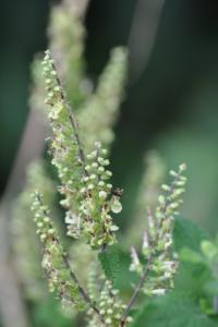 <i>Teucrium scorodonia</i>