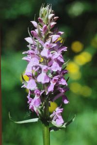 <i>Dactylorhiza praetermissa</i>