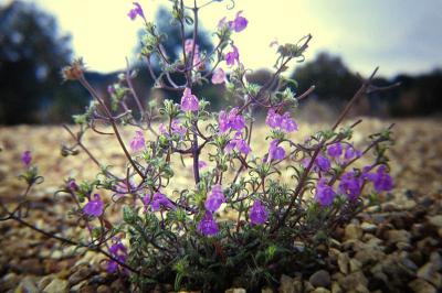 <i>Galeopsis angustifolia</i>