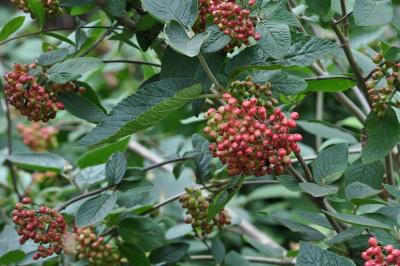 <i>Viburnum lantana</i>