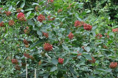 <i>Viburnum lantana</i>