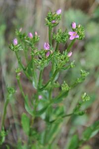 <i>Centaurium erythraea</i>