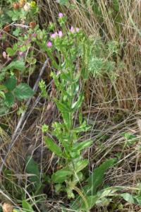 <i>Centaurium erythraea</i>