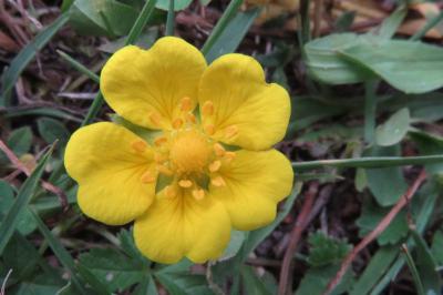 <i>Potentilla reptans</i>