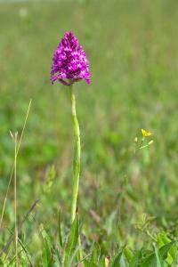 <i>Anacamptis pyramidalis</i>