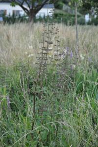 <i>Scrophularia nodosa</i>