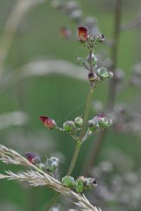 <i>Scrophularia nodosa</i>