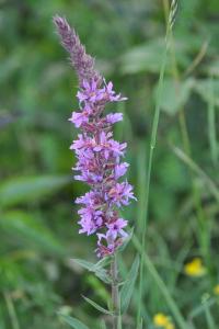 <i>Lythrum salicaria</i>