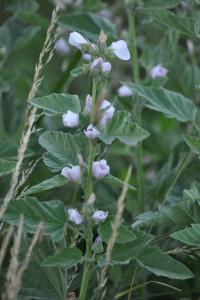<i>Althaea officinalis</i>