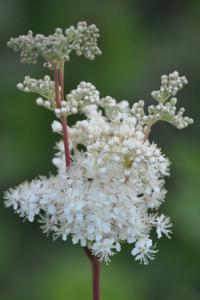<i>Filipendula ulmaria</i>