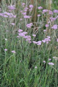 <i>Achillea millefolium</i>