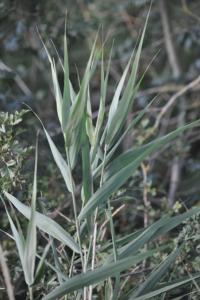 <i>Arundo donax</i>