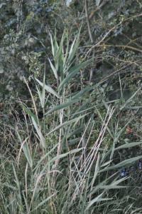 <i>Arundo donax</i>