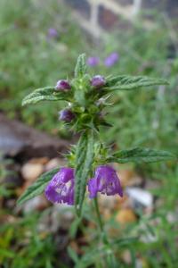 <i>Galeopsis angustifolia</i>