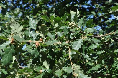 <i>Quercus robur</i>