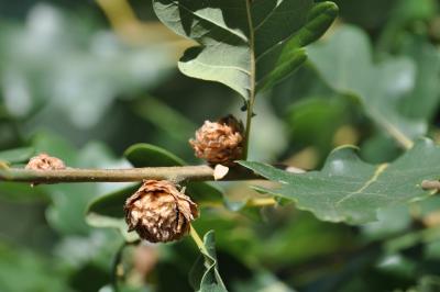 <i>Quercus robur</i>