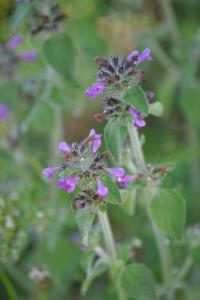 <i>Clinopodium vulgare</i>
