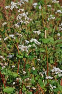 <i>Fagopyrum esculentum</i>
