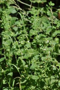<i>Melissa officinalis</i>