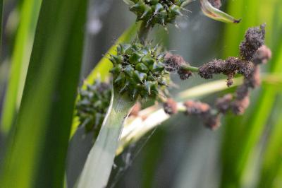 <i>Sparganium erectum</i>