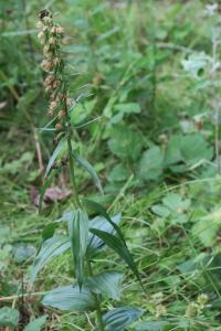 <i>Epipactis muelleri</i>