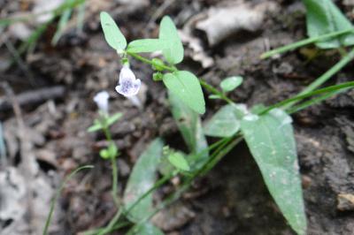 <i>Scutellaria minor</i>