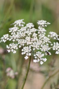<i>Daucus carota</i>