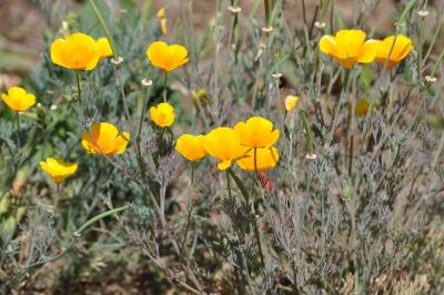 <i>Eschscholzia californica</i>