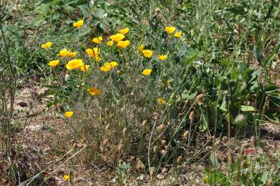 <i>Eschscholzia californica</i>