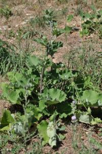 <i>Arctium lappa</i>