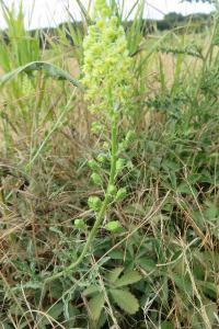 <i>Reseda lutea</i>