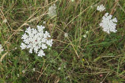 <i>Daucus carota</i>
