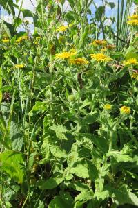 <i>Pulicaria dysenterica</i>