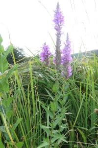 <i>Lythrum salicaria</i>