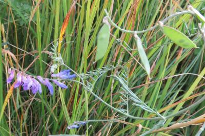 <i>Vicia villosa</i>