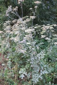 <i>Heracleum sphondylium</i>
