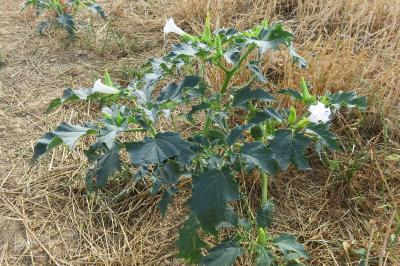 <i>Datura stramonium</i>