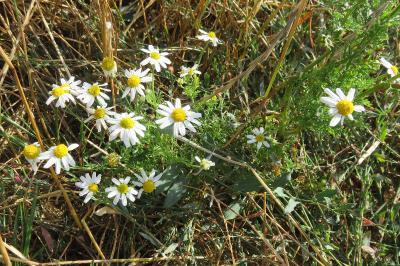 <i>Anthemis arvensis</i>