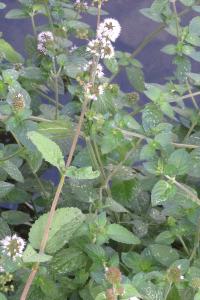 <i>Mentha aquatica</i>