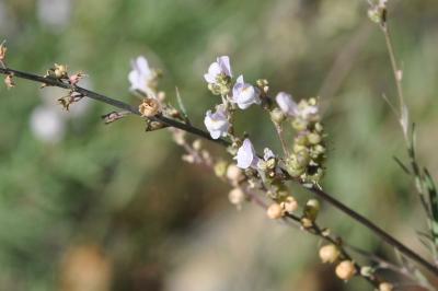 <i>Linaria repens</i>