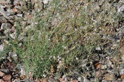 <i>Linaria repens</i>
