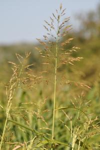 <i>Glyceria maxima</i>