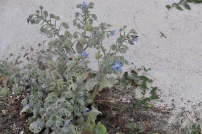 <i>Borago officinalis</i>