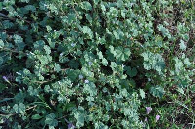 <i>Malva neglecta</i>