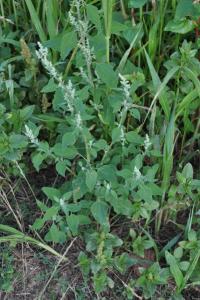 <i>Chenopodium album</i>