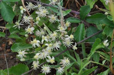 <i>Clematis vitalba</i>