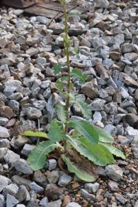 <i>Lactuca serriola</i>