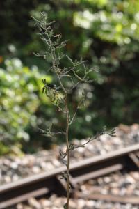 <i>Lactuca serriola</i>